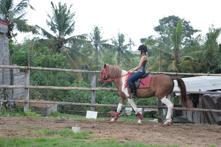 Kuda P Stables | The Bali Bible